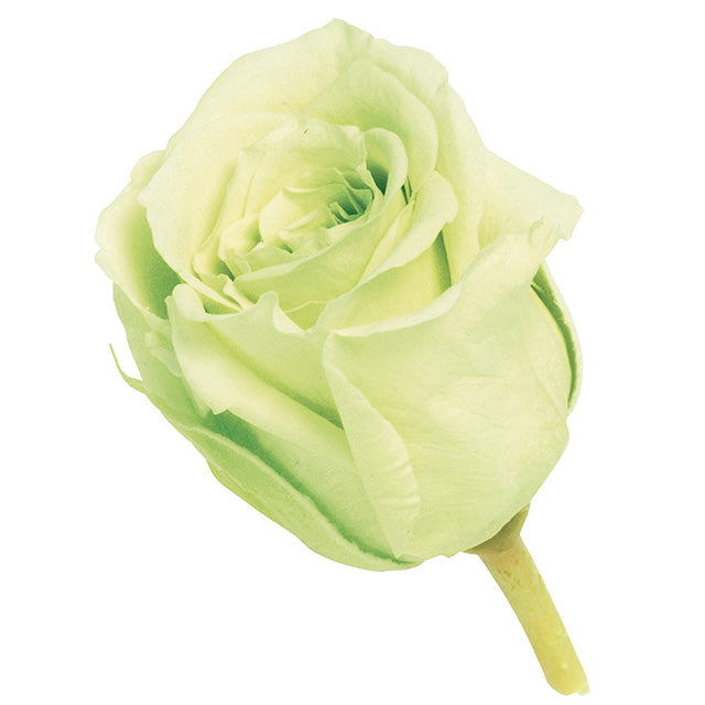 小分け販売 ビビアン 2輪 フレッシュグリーン