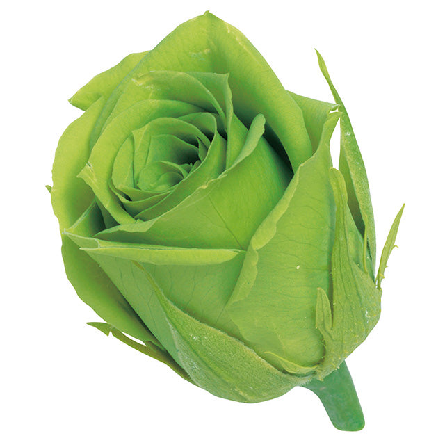 小分け販売 ビビアン ライトグリーン 2輪