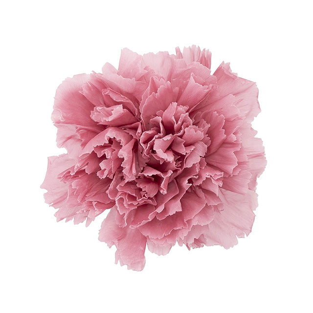 02380-173 カーネーション ラシットピンク