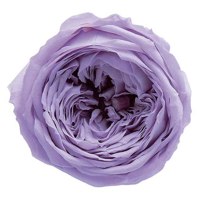 02460-451 ローズ・てまり スウィートライラック