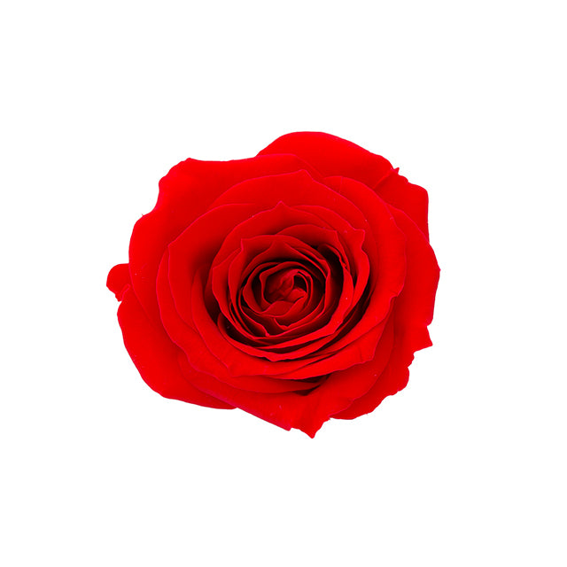 【プリザ】02580-331 ローズ・サラ クイーンレッド