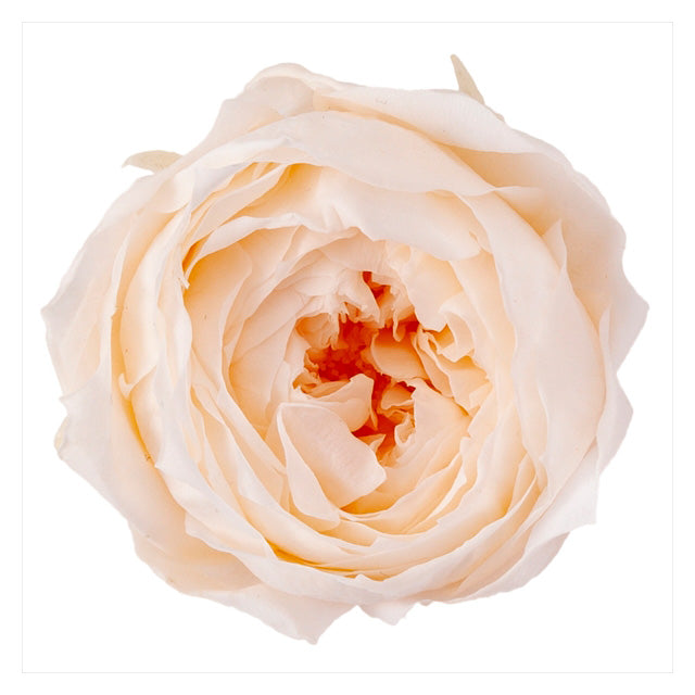 【プリザ】02730-021 ローズ・ココット ホワイトシャンパン