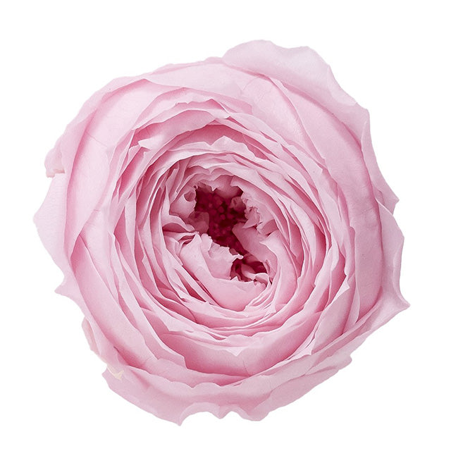 【プリザ】02730-102 ローズ・ココット シャーベットピンク