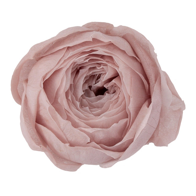 【プリザ】02730-108 ローズ・ココット ピンクベージュ