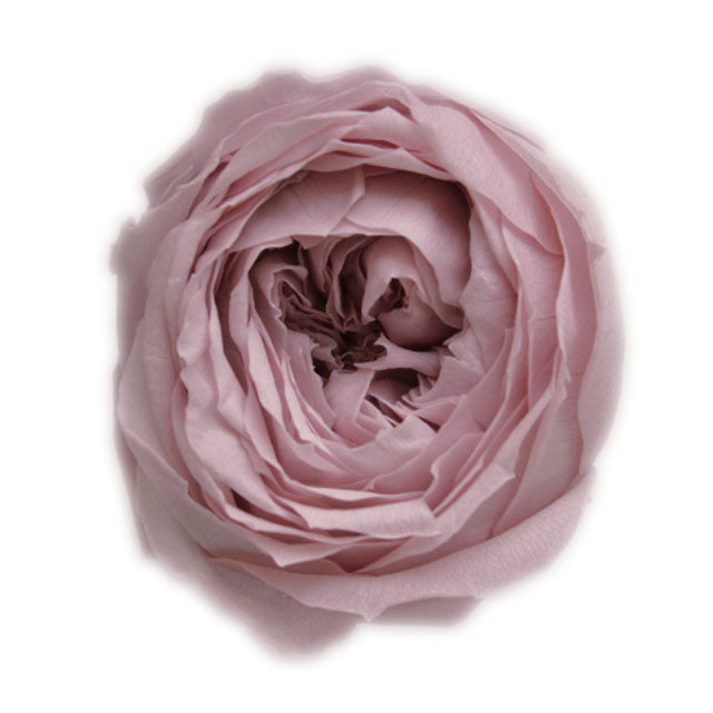 【プリザ】02730-241 ローズ・ココット ミスティーローズ