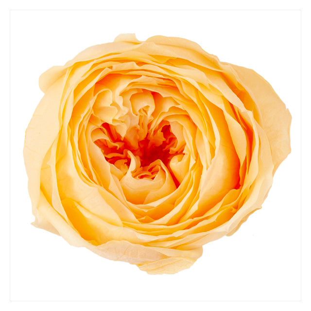 【プリザ】02730-361 ローズ・ココット ジュリアオレンジ