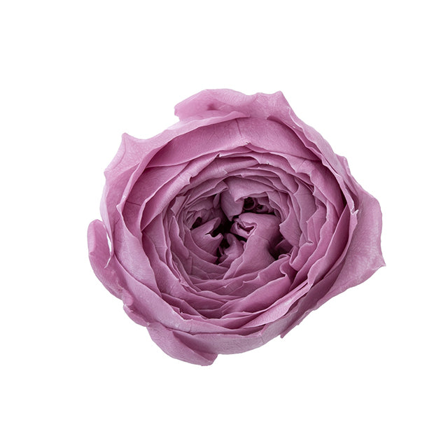 【プリザ】02730-441 ローズ・ココット グレイッシュパープル