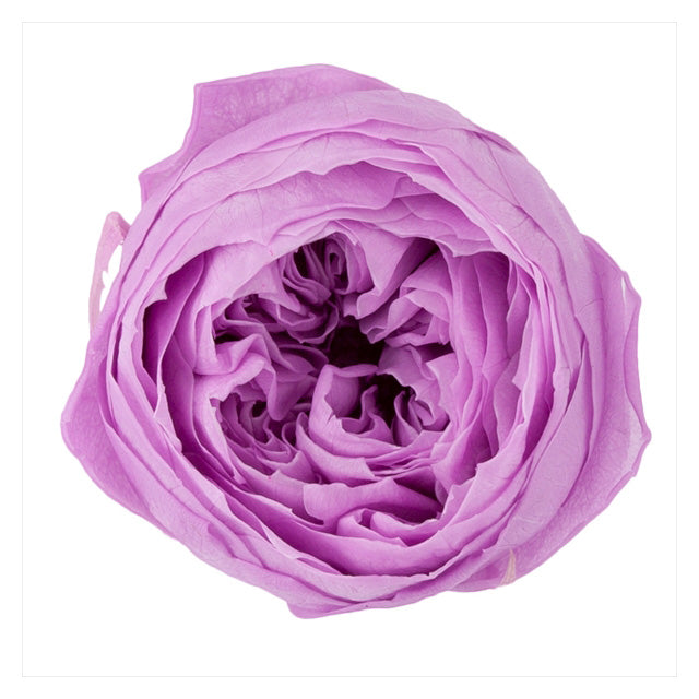 【プリザ】02730-451 ローズ・ココット スウィートライラック