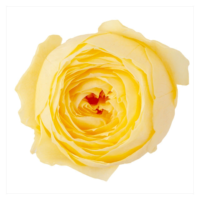 【プリザ】02730-501 ローズ・ココット モーニングイエロー