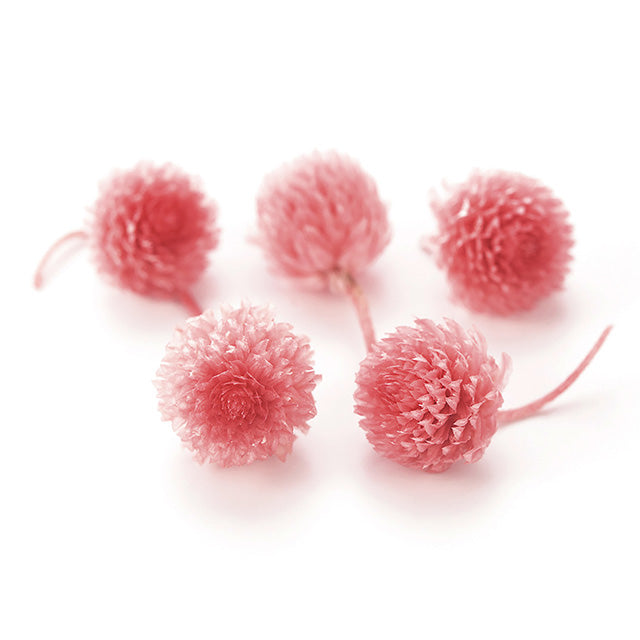 小分け販売 千日紅 バニラピンク