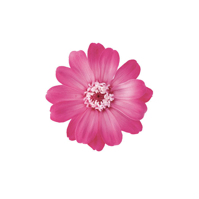 【プリザ】03464-120 ジニア・小・グラデーション ピンクローズ