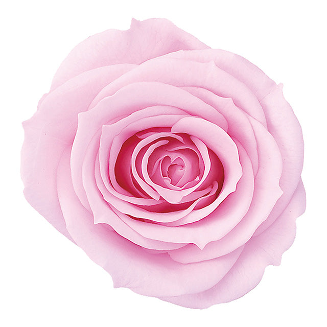 【プリザ】05202-102 ローズ・かのん・M シャーベットピンク