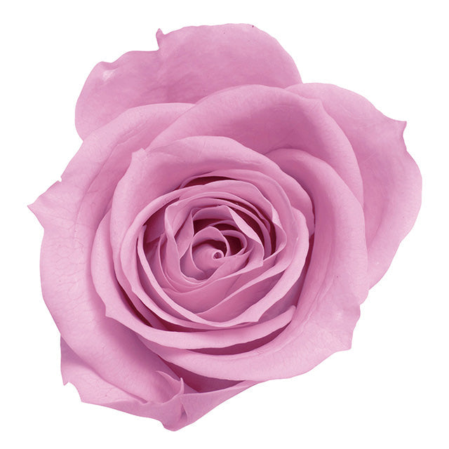 【プリザ】03840-111 ローズ・ミミ クリスタルピンク