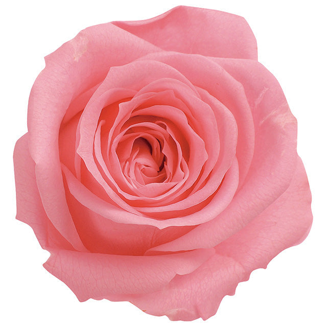 【プリザ】03840-121 ローズ・ミミ キャンディピンク