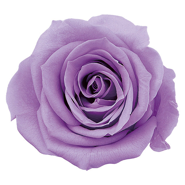 【プリザ】05202-451 ローズ・かのん・M スウィートライラック