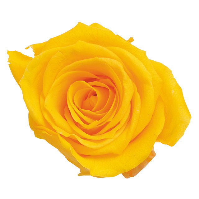 【プリザ】03840-521 ローズ・ミミ ミモザイエロー