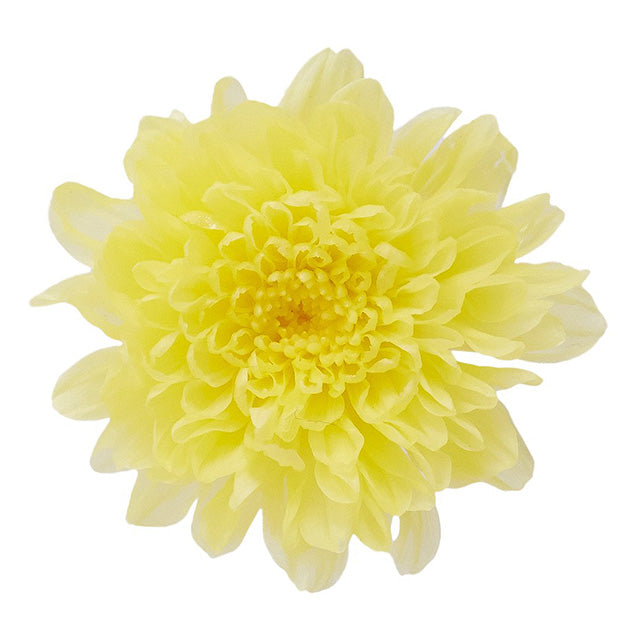 【プリザ】03680-501 小菊 モーニングイエロー