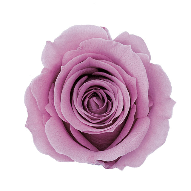 【プリザ】03840-173 ローズ・ミミ ラシットピンク