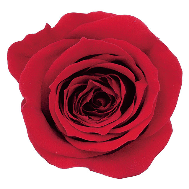 【プリザ】03840-321 ローズ・ミミ レッド