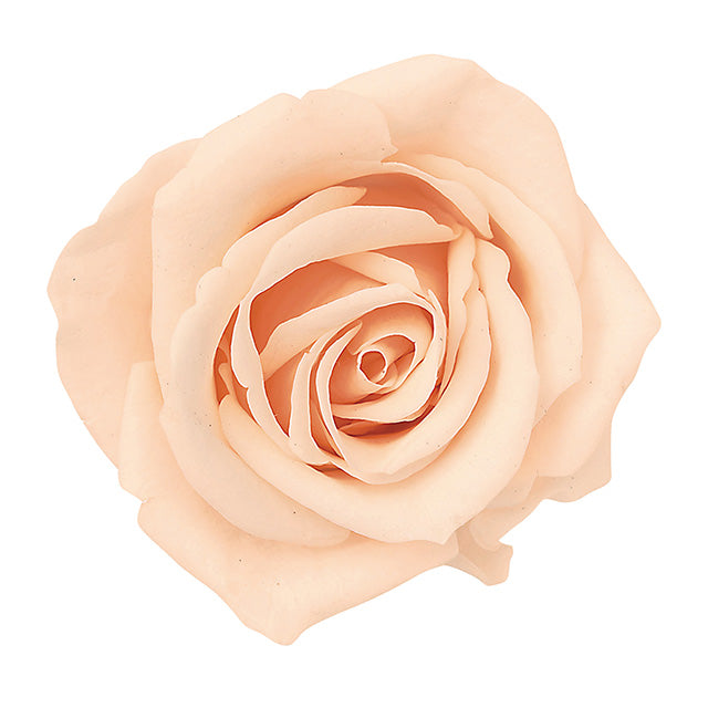 【プリザ】03840-371 ローズ・ミミ クリーミーピーチ