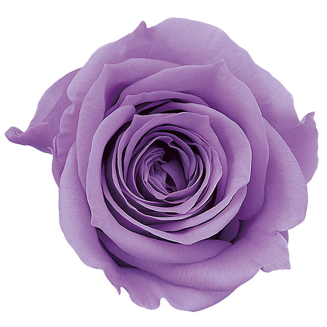 【プリザ】03840-451 ローズ・ミミ スウィートライラック