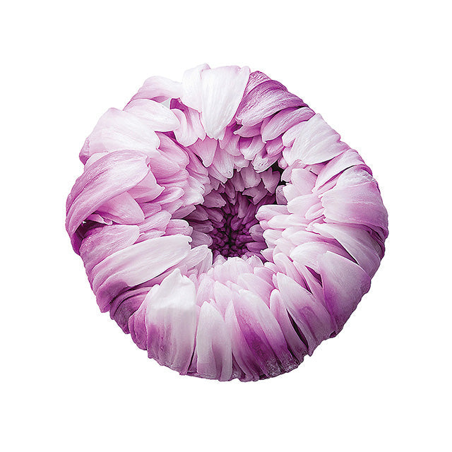 04170-014 輪菊・パルフェ ホワイトパープル