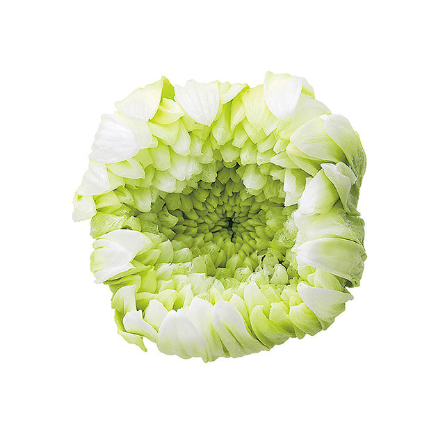 04170-017 輪菊・パルフェ ホワイトグリーン