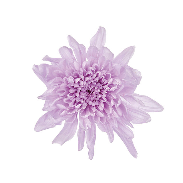 04790-451 ことね菊 スウィートライラック