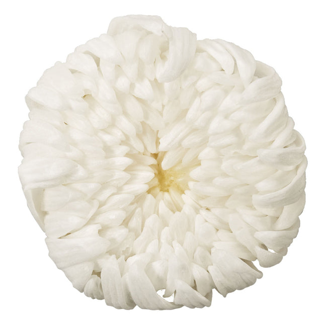 【プリザ】04806-010 輪菊・中 白
