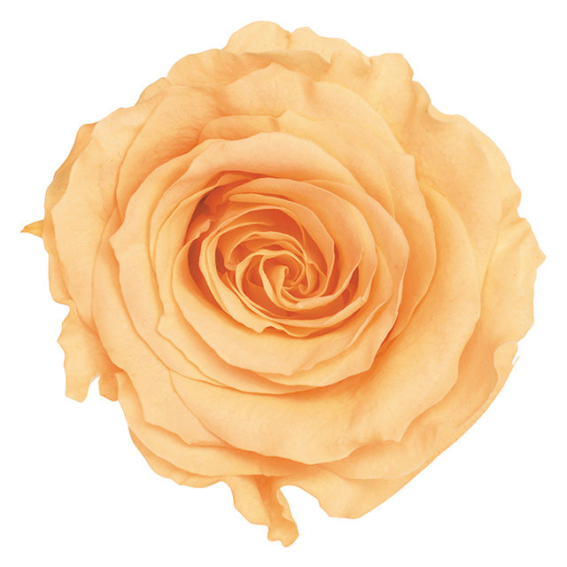 【プリザ月】05202-361 ローズ・かのん・M ジュリアオレンジ