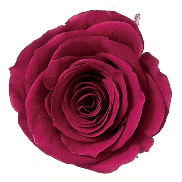 【プリザ】05202-482 ローズ・かのん・M ガーネット