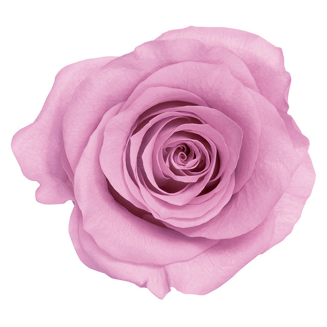 【プリザ】05202-111 ローズ・かのん・M クリスタルピンク