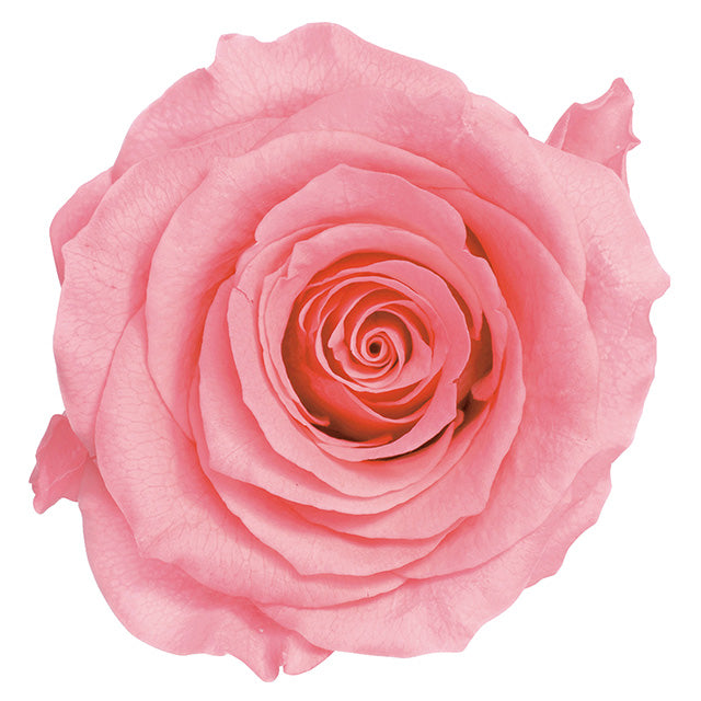 【プリザ】05202-121 ローズ・かのん・M キャンディピンク