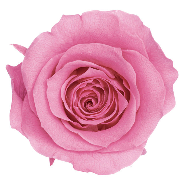 【プリザ】05202-181 ローズ・かのん・M プリンセスピンク