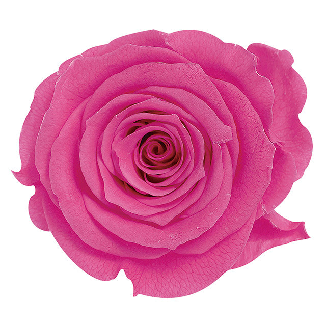 【プリザ】05202-221 ローズ・かのん・M ストロベリー