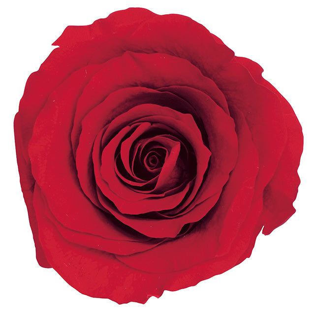 【プリザ】05202-321 ローズ・かのん・M レッド