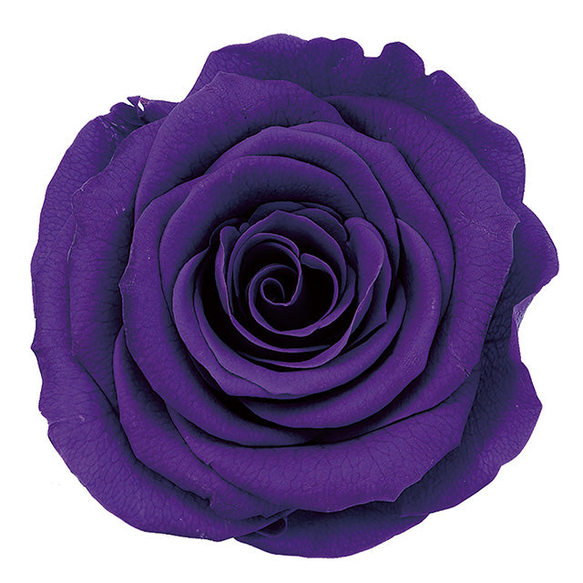 【プリザ】05202-461 ローズ・かのん・M グレープ