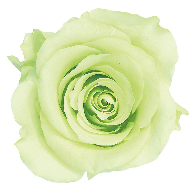 【プリザ】05202-701 ローズ・かのん・M フレッシュグリーン