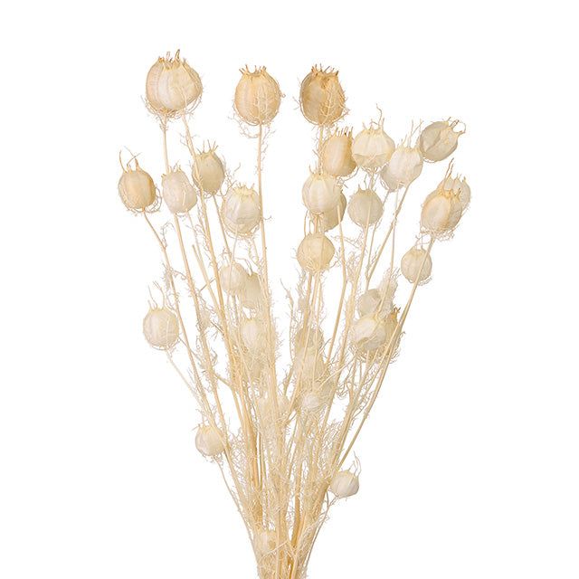 10060-011 フーセンポピー 白