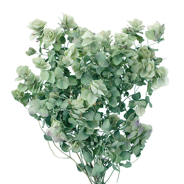 【ドライ】14040-000 オレガノ・ケントビューティー ナチュラル