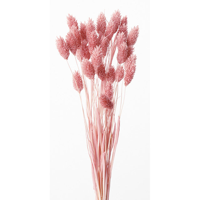 【ドライ】42020-191 ポアプランツ クラウドピンク