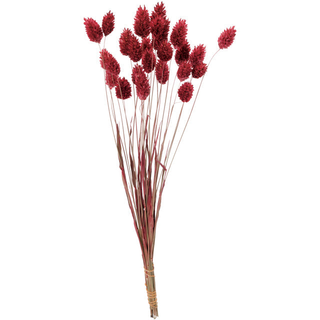 【ドライ】42020-230 ポアプランツ クラシックローズ