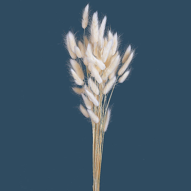 【ドライ】42050-011 ラグラス 白