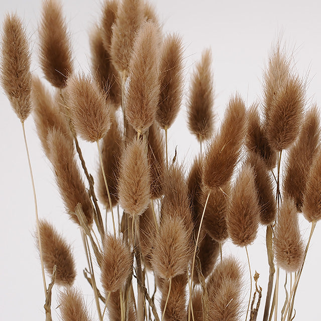 【ドライ】42050-831 ラグラス ブラウン