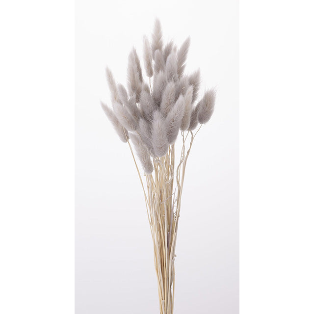 【ドライ】42050-871 ラグラス パールグレイ