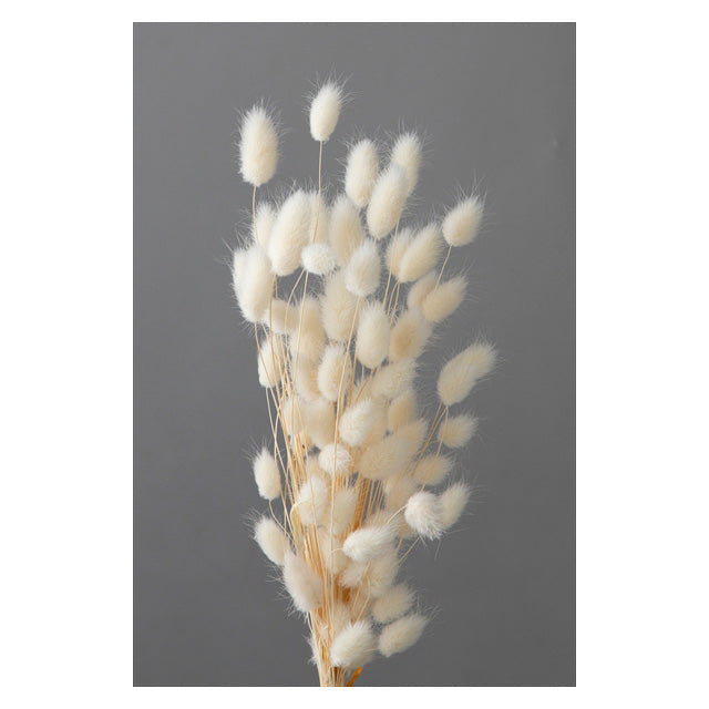 【ドライ】42060-011 ハニーテール 白