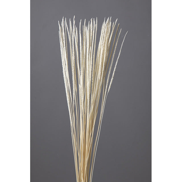 ファベリグラス・オフホワイト・大地農園 – prefla shop