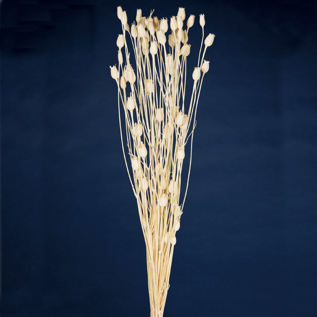 【次回 11月以降】50510-011 フローレンティナ 白