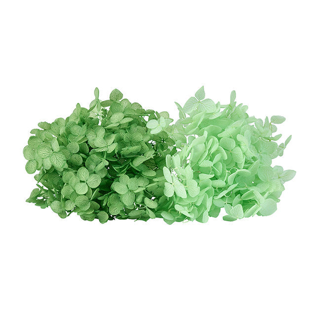 80610 ソフトあじさいアナベル シャイニーグリーン&マスカット