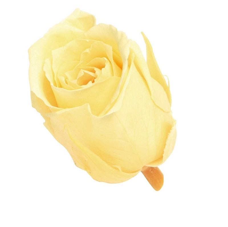 02370-501 ビビアン モーニングイエロー